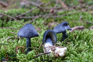 Entoloma nitidum